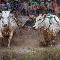 Cow Race Festival