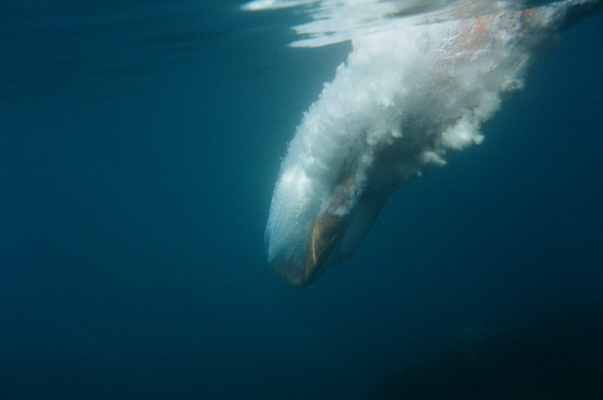 El Salto