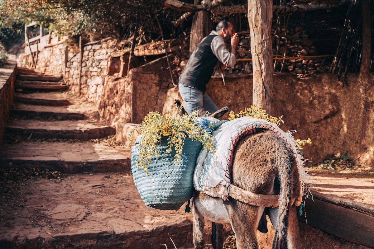 Glimpse of Maghreb