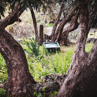Oued Zat, Last Harvest