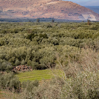 Oued Zat, Last Harvest