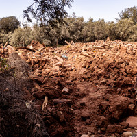 Oued Zat, Last Harvest
