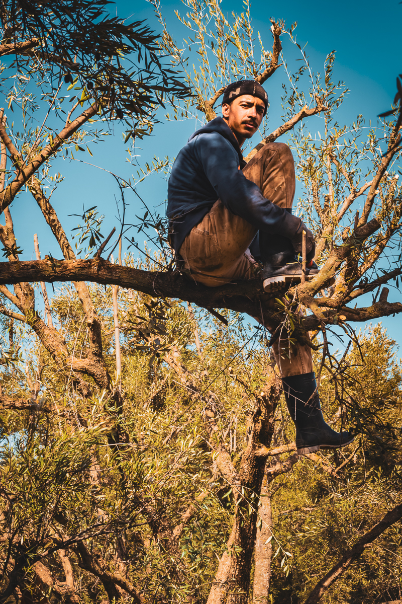 Oued Zat, Last Harvest