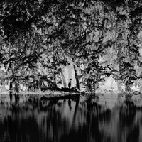 <Forest>